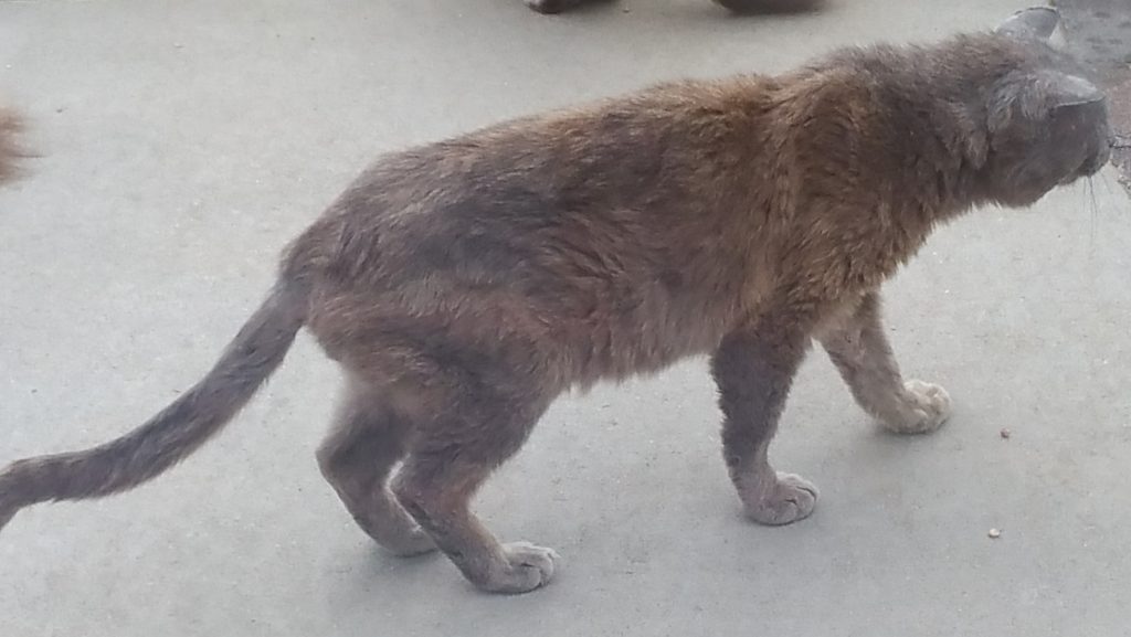 Rocky's arrival, walking