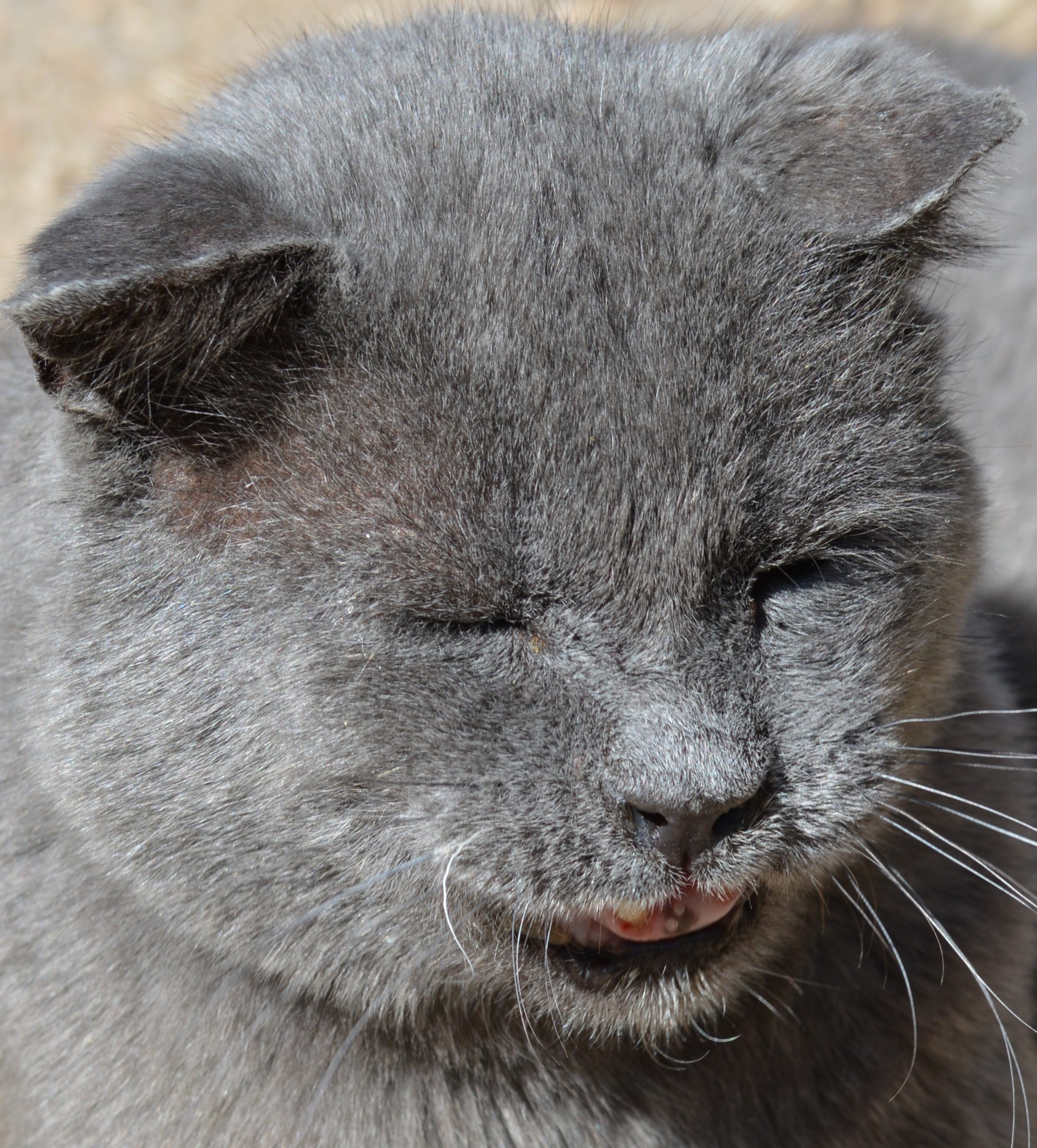 Rocky Wild Whiskers Poster Kitty Rocky Wild Whiskers Poster Kitty