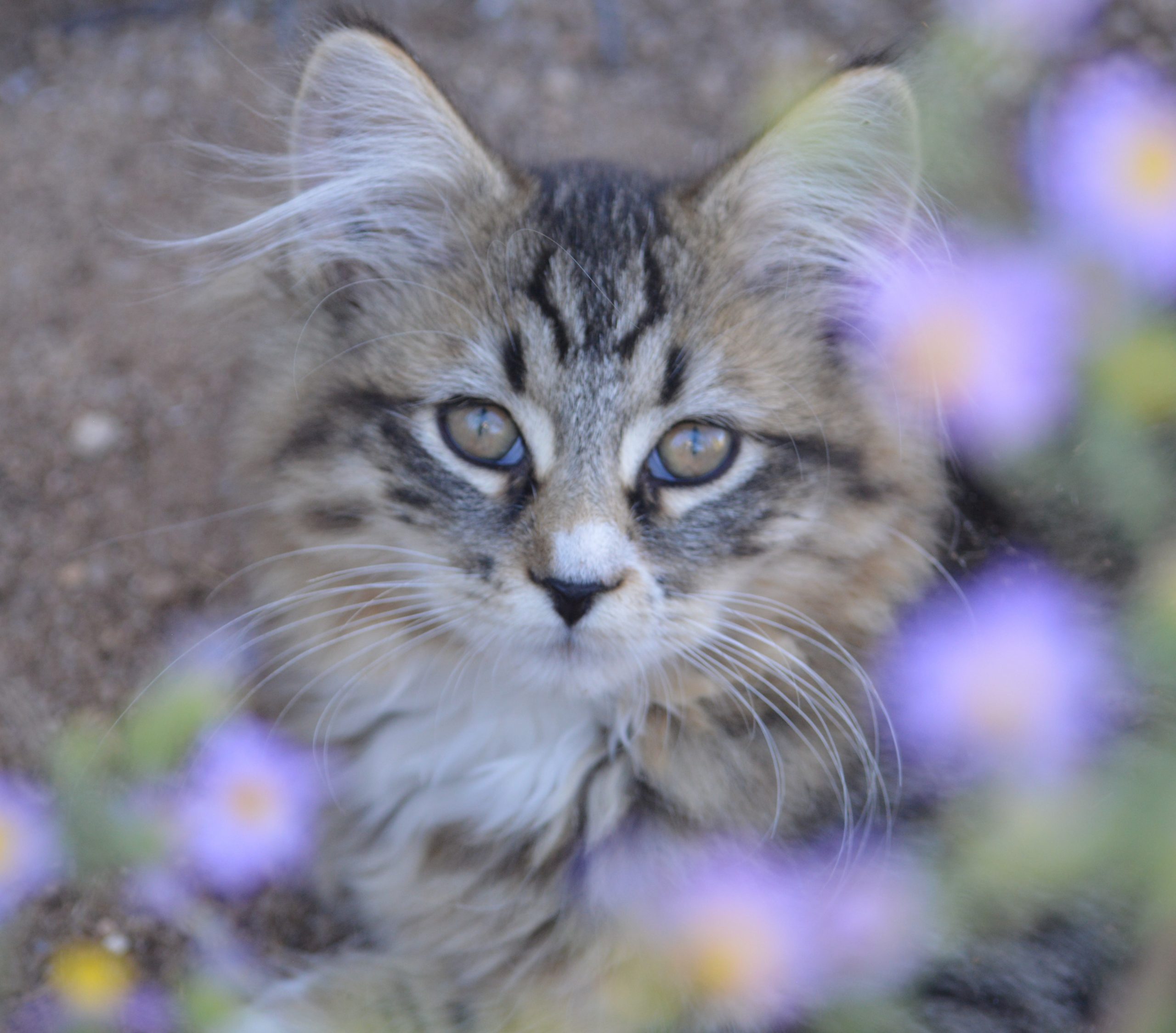 Mittens