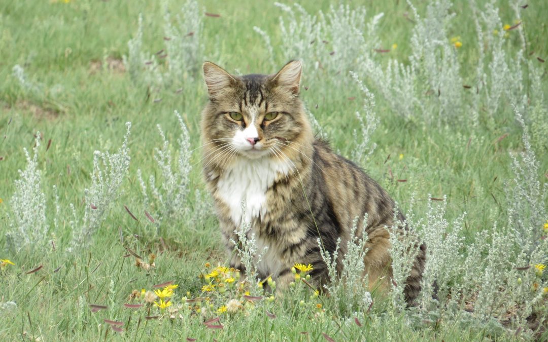 Wild Whiskers and Cat Tales