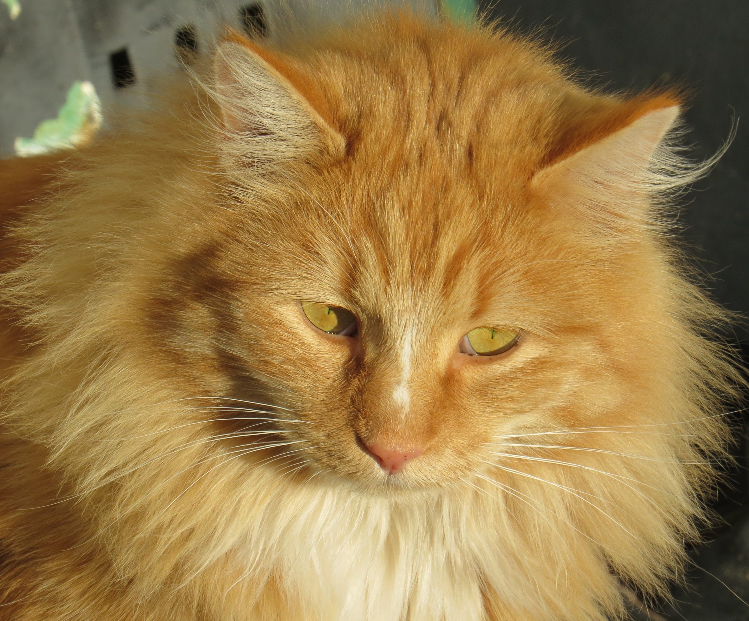 Swirly-orange brother of Butterscotch baby
